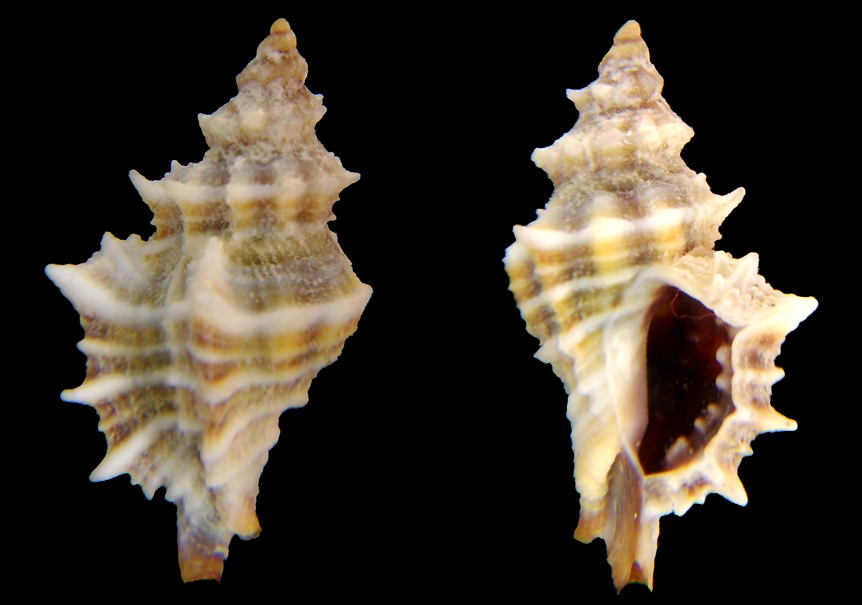 Ocinebrina cfr. erronea